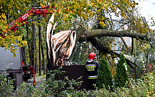 Zakończono sprzątanie powalonych przez wichurę drzew. W Olsztynie ucierpiało ponad sto z nich